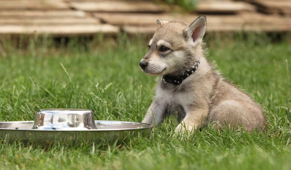 Nice Saarloos wolfhound puppy with dog's bowl — Stock Image Nice Saarloos Wolfhound Puppy Dog Bowl Stock Picture