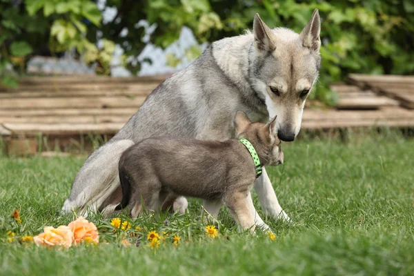 Portrait of nice Saarloos Wolfhound bitch with puppy — Stock Image Portrait Nice Saarloos Wolfhound Bitch Puppy Royalty Free Stock Photos