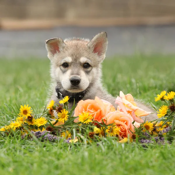 Porträtt Saarloos Wolfhound Valp Med Blomma — Stockfoto