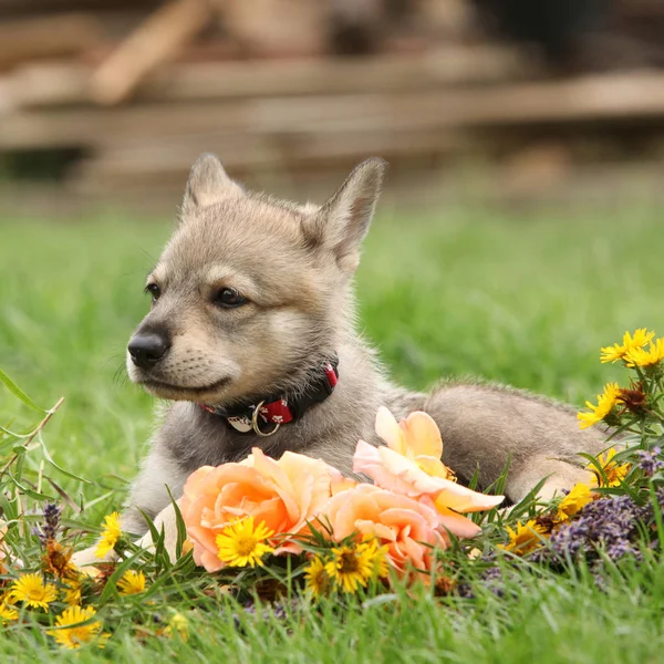 Porträt Von Saarloos Wolfshund Welpe Mit Blume — Stockfoto