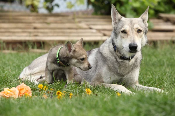 Portrait Belle Chienne Wolfhound Saarloos Avec Chiot — Photo