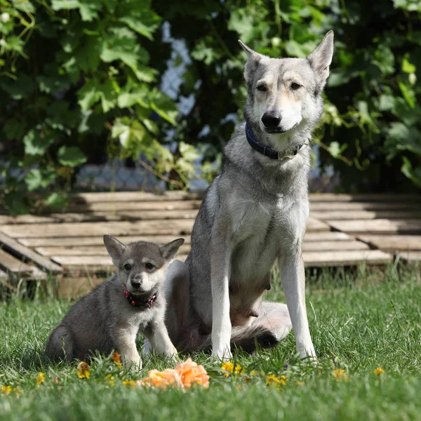 Porträtt Trevlig Saarloos Wolfhound Tik Med Valp — Stockfoto