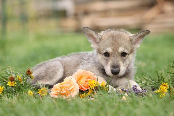 Portrait of Saarloos Wolfhound puppy with flower — Stock Image Portrait Saarloos Wolfhound Puppy Flower Royalty Free Stock Photos