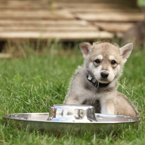 Nice Saarloos wolfhound puppy with dog's bowl — Stock Image Nice Saarloos Wolfhound Puppy Dog Bowl Stock Image