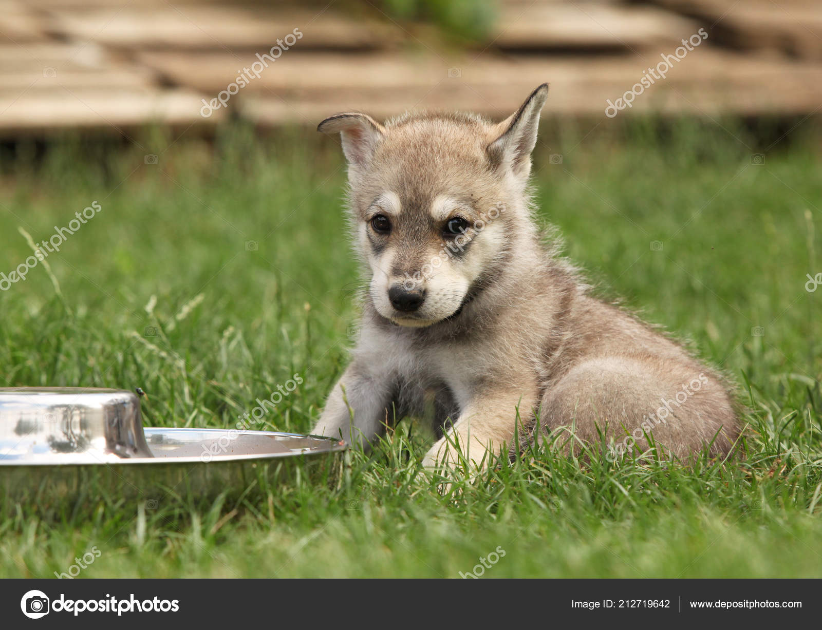 Nice Saarloos Wolfhound Puppy Dog's Bowl — Stock Photo © Zuzule #212719642, image size:1600x1227