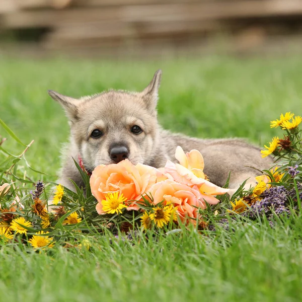 Retrato Saarloos Wolfhound Cachorro Con Flor — Foto de Stock