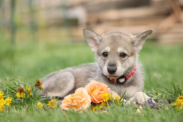 Portrait Saarloos Wolfhound Puppy Flower — Stok Foto