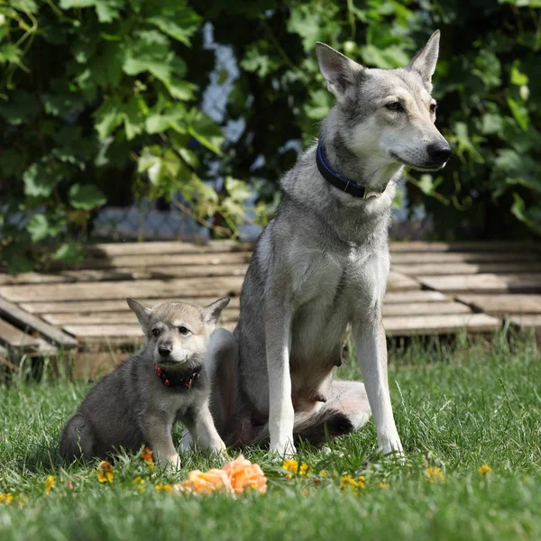 Πορτρέτο Του Ωραία Saarloos Wolfhound Σκύλα Κουτάβι — Φωτογραφία Αρχείου