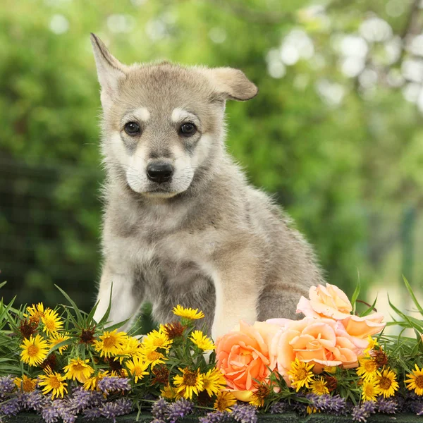 Portrait of Saarloos Wolfhound puppy with flower — Stock Image Portrait Saarloos Wolfhound Puppy Flower Stock Photo