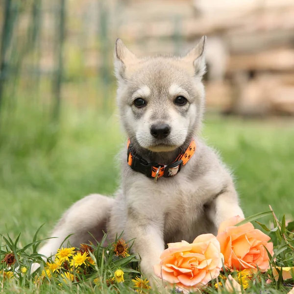 Portrait of Saarloos Wolfhound puppy with flower — Stock Image Portrait Saarloos Wolfhound Puppy Flower Royalty Free Stock Images