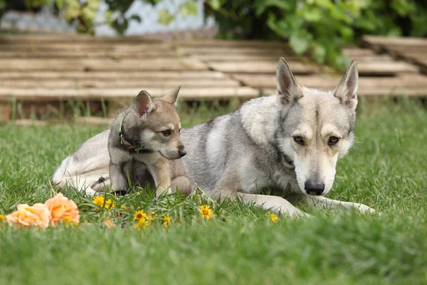 Portrait of nice Saarloos Wolfhound bitch with puppy — Stock Image Portrait Nice Saarloos Wolfhound Bitch Puppy Royalty Free Stock Images