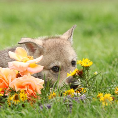 Çiçek Saarloos Wolfhound köpekle portresi