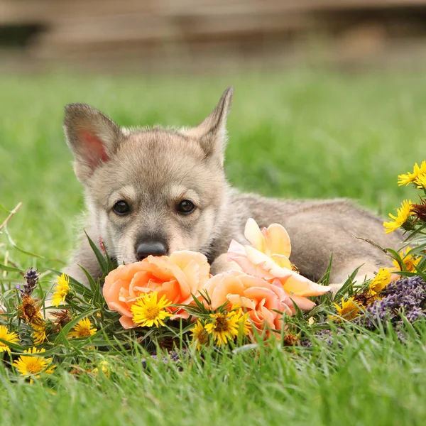 Porträt Von Saarloos Wolfshund Welpe Mit Blume — Stockfoto