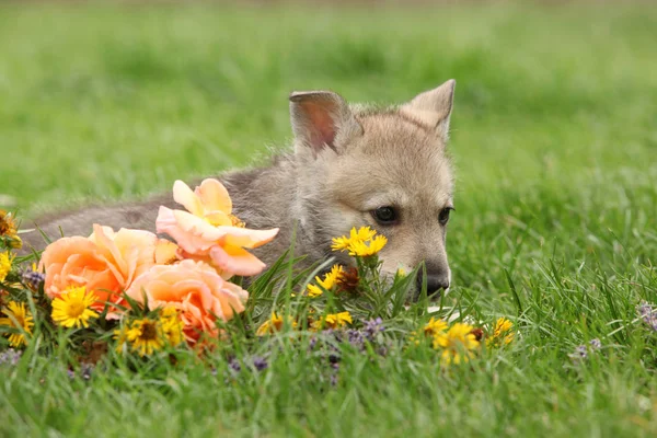 Retrato Saarloos Wolfhound Cachorro Con Flor —  Fotos de Stock