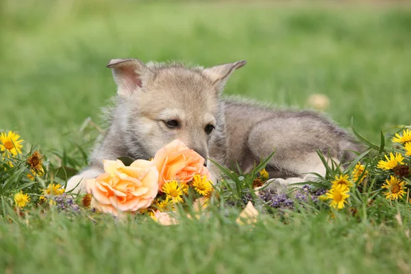 Retrato Saarloos Wolfhound Cachorro Con Flor —  Fotos de Stock