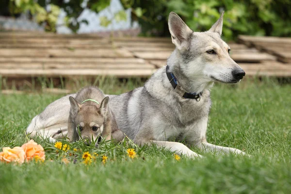 Güzel Saarloos Wolfhound Dişi Köpek Yavrusu Ile Portresi — Stok fotoğraf