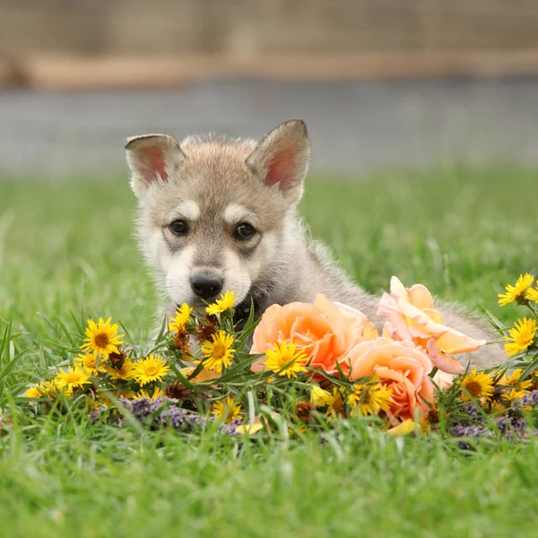Portrait of Saarloos Wolfhound puppy with flower — Stock Image Portrait Saarloos Wolfhound Puppy Flower Stock Picture