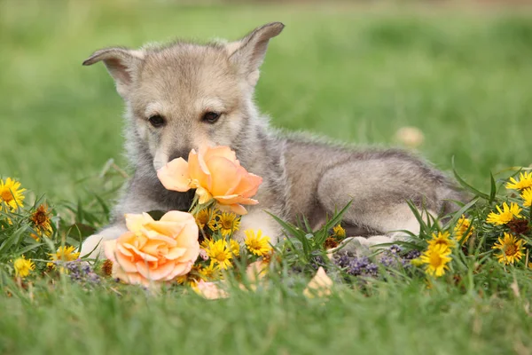 Portrait of Saarloos Wolfhound puppy with flower — Stock Image Portrait Saarloos Wolfhound Puppy Flower Stock Photo