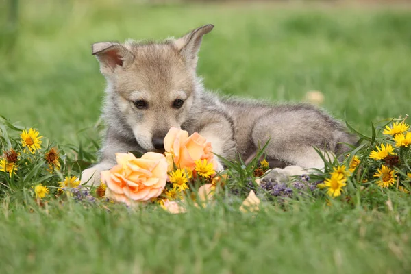 Portrait of Saarloos Wolfhound puppy with flower — Stock Image Portrait Saarloos Wolfhound Puppy Flower Royalty Free Stock Photos