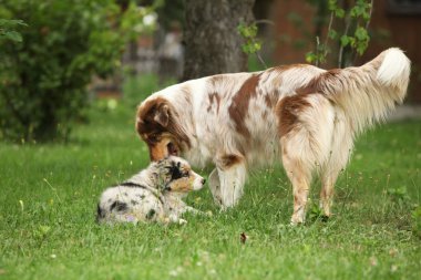 Onun köpek yavrusu bahçede oynayan Avustralyalı çoban kaltak