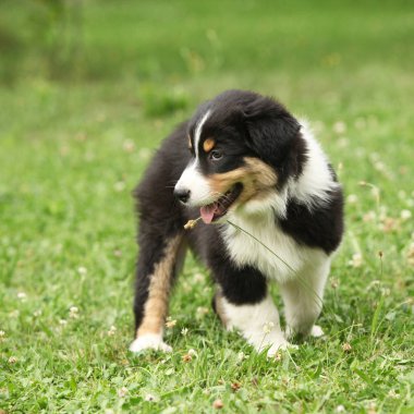 Şaşırtıcı Avustralyalı çoban köpek yavrusu ayakta bahçede