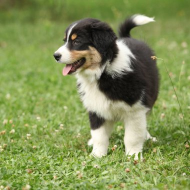 Şaşırtıcı Avustralyalı çoban köpek yavrusu ayakta bahçede