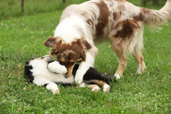 Australische Herder Teef Spelen Met Haar Puppy Tuin — Stockfoto