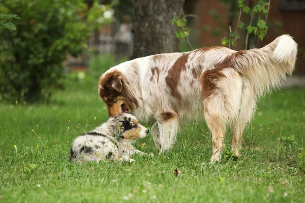 Onun Köpek Yavrusu Bahçede Oynayan Avustralyalı Çoban Kaltak — Stok fotoğraf