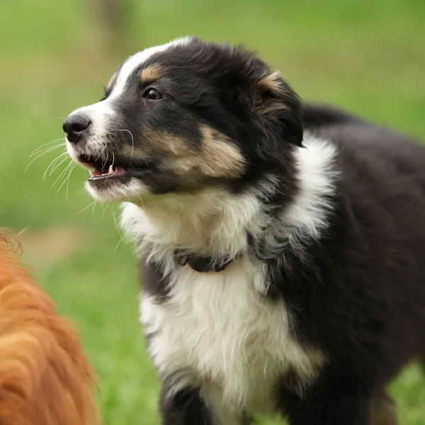 庭で素晴らしいオーストラリアン シェパード子犬の立っています — ストック写真