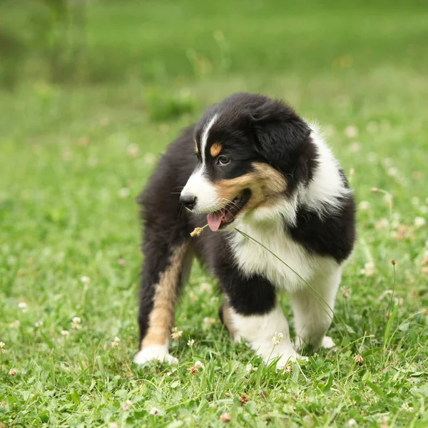 漂亮的澳大利亚牧羊犬站在花园里 — 图库照片