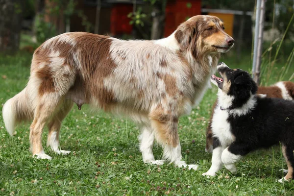 Australian Shepherd Tik Leker Med Sin Valp Trädgården — Stockfoto