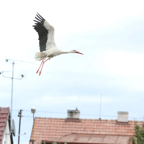 Πανέμορφο Λευκό Πελαργός Πετώντας Δωρεάν Στο Χωριό — Φωτογραφία Αρχείου
