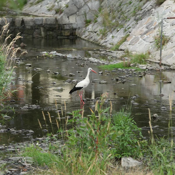 Schöner Europäischer Storch Auf Nahrungssuche Fluss — Stockfoto