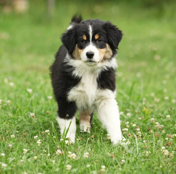 Mooiste Pup Van Australische Herder Tuin — Stockfoto