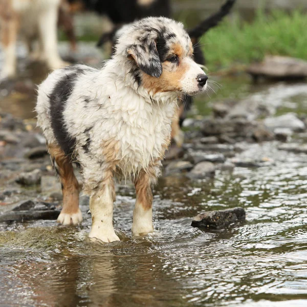 Bir Nehirde Hareket Şaşırtıcı Avustralyalı Çoban Köpek Yavrusu — Stok fotoğraf