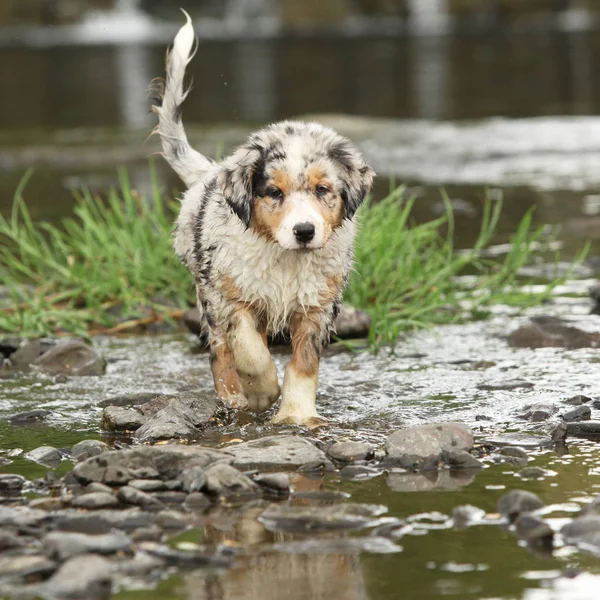 Amazing australian shepherd puppy moving in a river — Stock Image Amazing Australian Shepherd Puppy Moving River Royalty Free Stock Photos