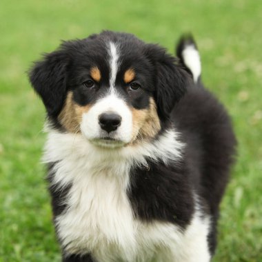 Bahçedeki Avustralyalı çoban, güzel köpek yavrusu