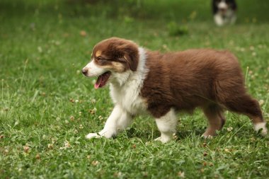 Avustralyalı çoban bahçede hareketli bir harika köpek yavrusu