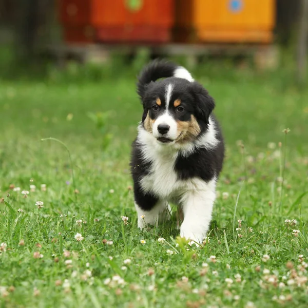 Incredibile Cucciolo Pastore Australiano Che Muove Nel Giardino — Foto Stock