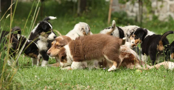 Puppies Australian Shepherd Together Garden — Stock Photo, Image