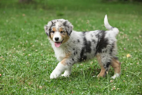 Avustralyalı Çoban Bahçede Hareketli Bir Harika Köpek Yavrusu — Stok fotoğraf