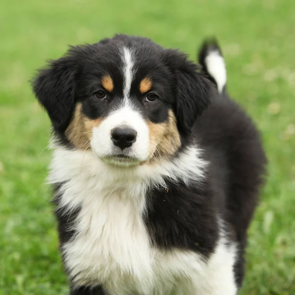 Beautifiul Puppy Australian Shepherd Garden Stock Image