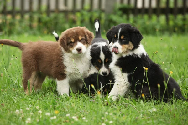 Puppies of australian shepherd together in the garden — Stock Image Puppies Australian Shepherd Together Garden Royalty Free Stock Images