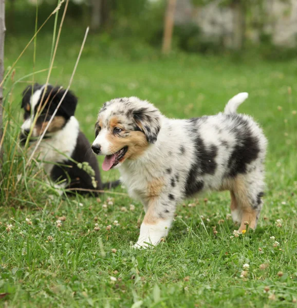 Amazing puppy of australian shepherd moving in the garden — Stock Image Amazing Puppy Australian Shepherd Moving Garden Royalty Free Stock Photos