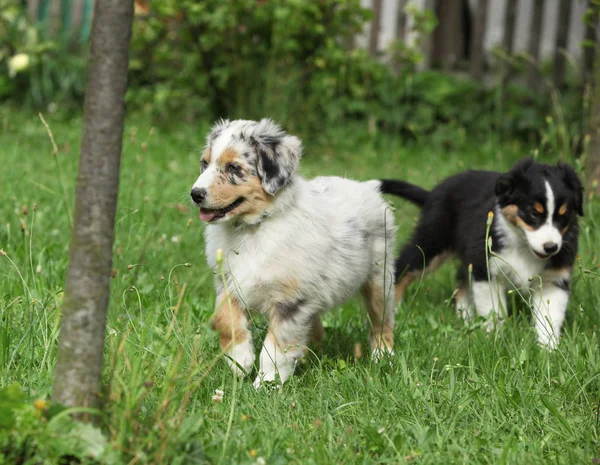 Amazing puppy of australian shepherd moving in the garden — Stock Image Amazing Puppy Australian Shepherd Moving Garden Stock Photo