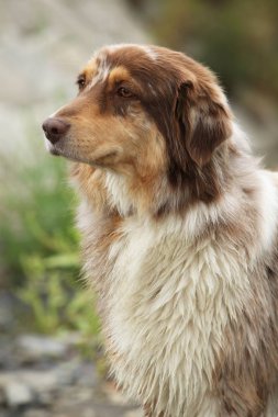 Portre nehrinde güzel Avustralyalı çoban