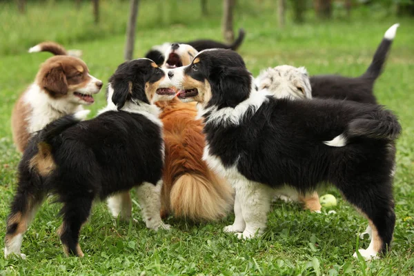 Cuccioli Pastore Australiano Insieme Nel Giardino — Foto Stock
