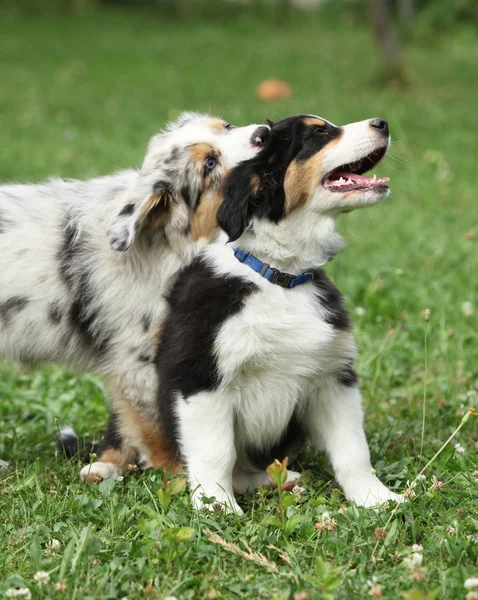 Cachorros Pastor Australiano Juntos Jardín —  Fotos de Stock