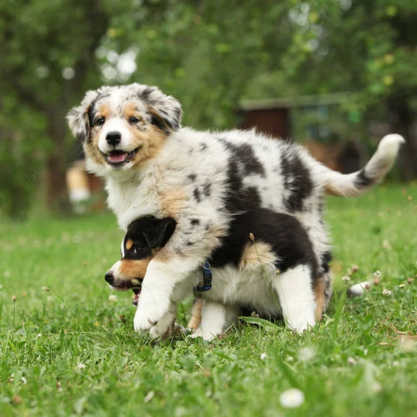 Puppies of australian shepherd together in the garden — Stock Image Puppies Australian Shepherd Together Garden Stock Image