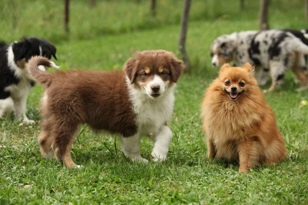 Puppies of australian shepherd together in the garden — Stock Image Puppies Australian Shepherd Together Garden Stock Image
